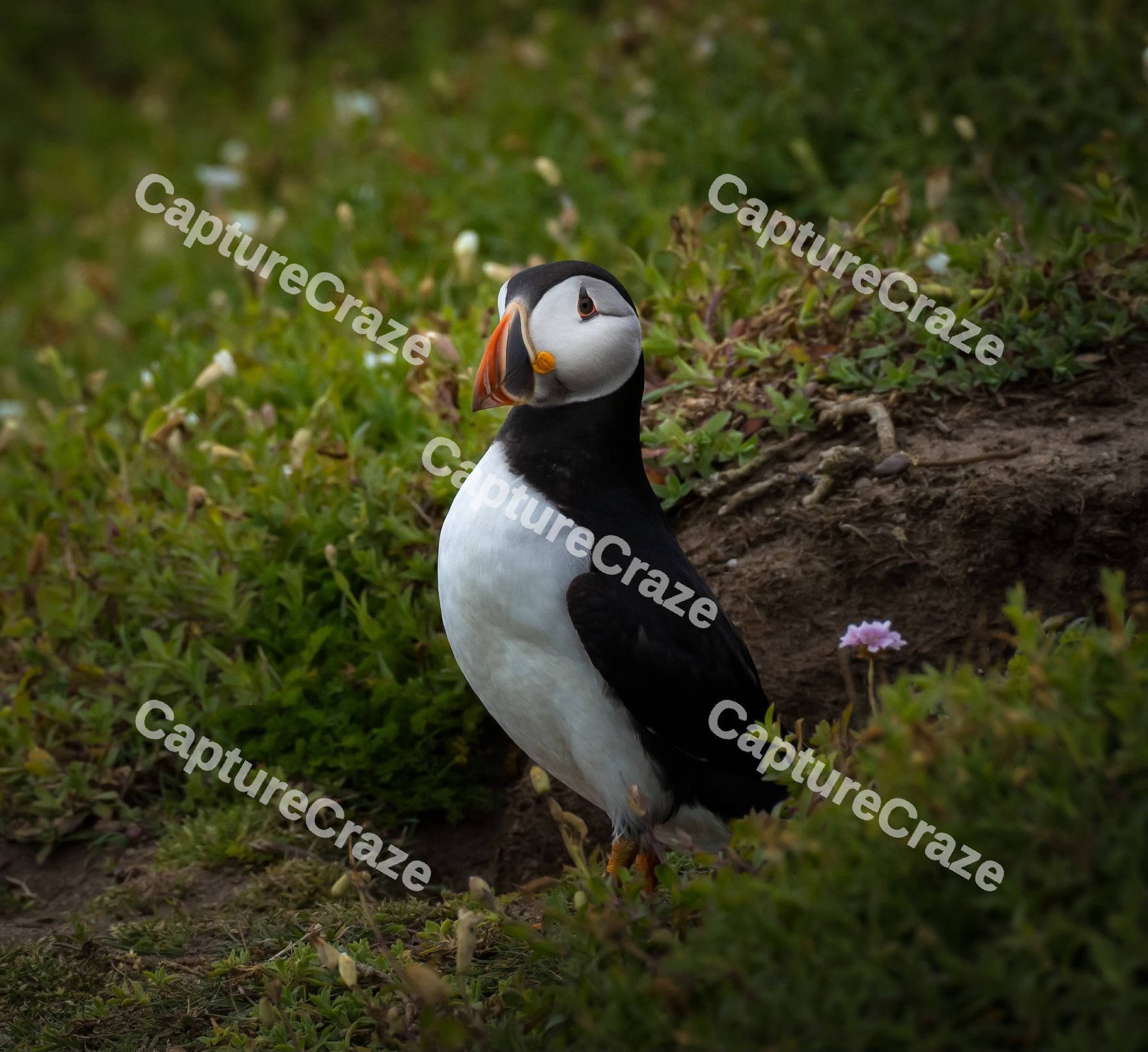 Atlantic puffin